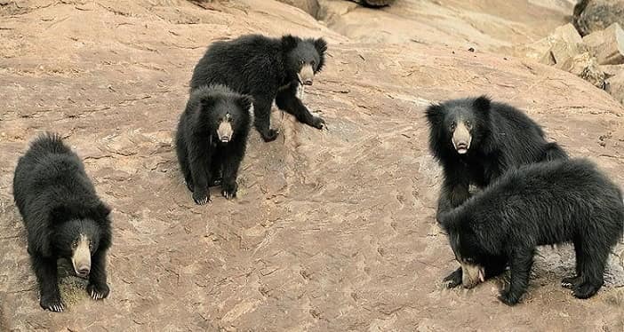 Daroji Sloth Bear Sanctuary - Away Cabs